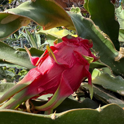 LaVern Red dragon fruit live cuttings 12"