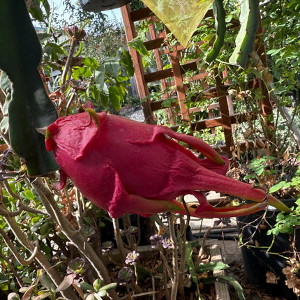 LaVern Red dragon fruit live cuttings 12"