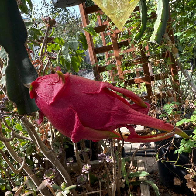 LaVern Red dragon fruit live cuttings 12"