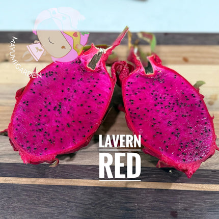 LaVern Red dragon fruit live cuttings 12"