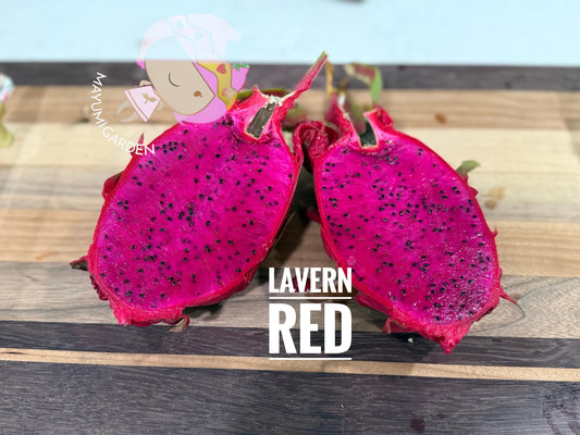 LaVern Red dragon fruit live cuttings 12"