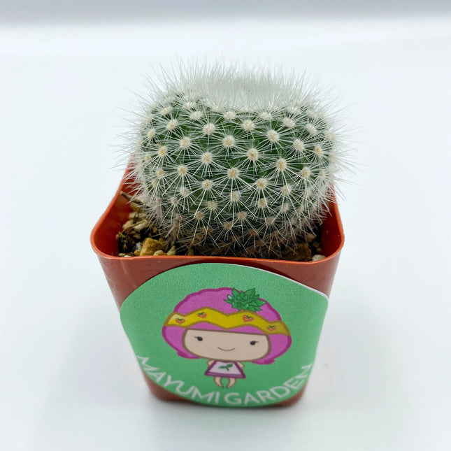 Notocactus rudibuenekeri, Cactus, Live Plant