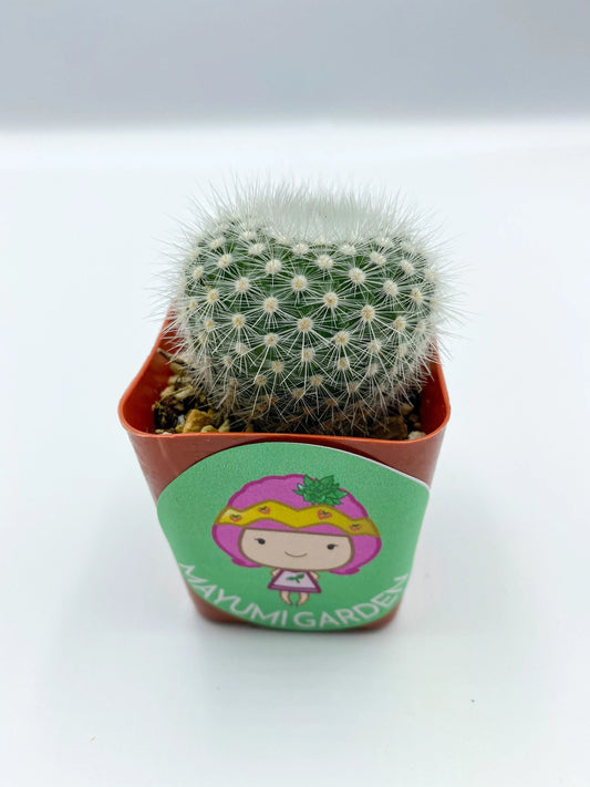 Notocactus rudibuenekeri, Cactus, Live Plant