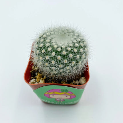 Notocactus rudibuenekeri, Cactus, Live Plant
