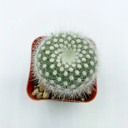 Notocactus rudibuenekeri, Cactus, Live Plant