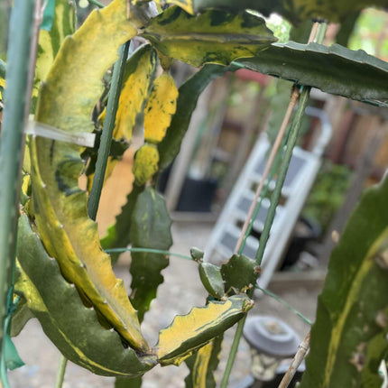 Rare Variegated Undantus Dragon Fruit Cutting