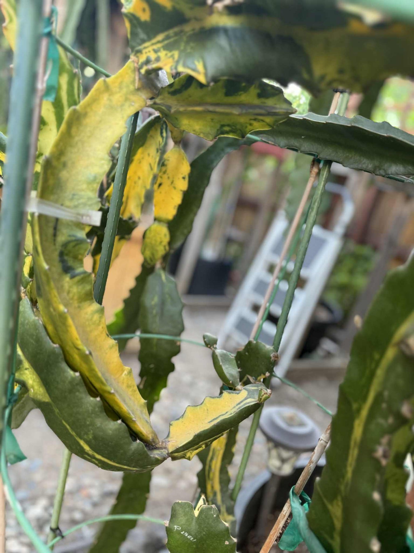 Rare Variegated Undantus Dragon Fruit Cutting