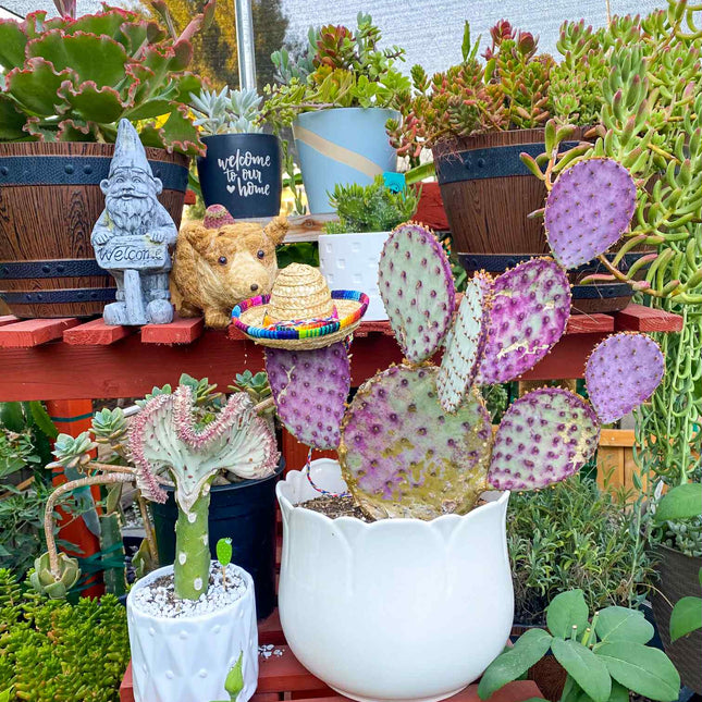 Opuntia Purple Santa Rita Prickly Pear, Cactus, Live plant