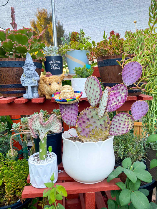 Opuntia Purple Santa Rita Prickly Pear, Cactus, Live plant