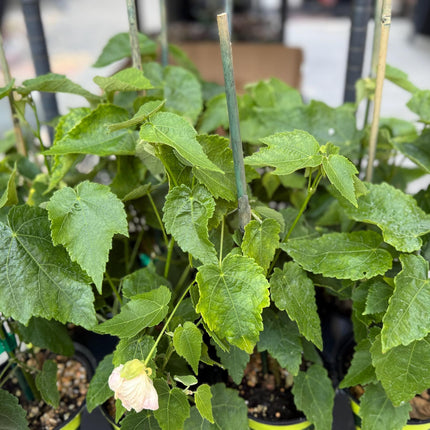 Abuliton "Victorian Lady"