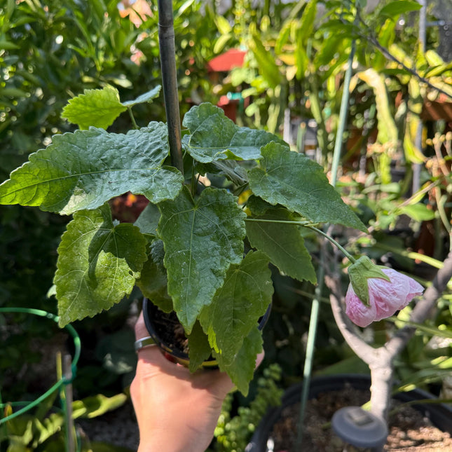 Abuliton "Victorian Lady"