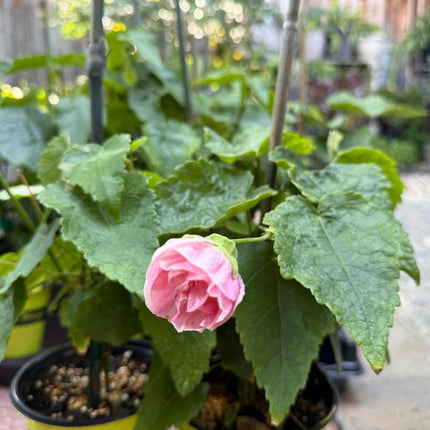 Abuliton "Victorian Lady"