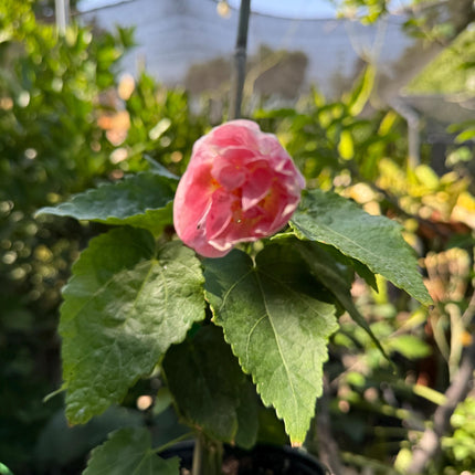 Abuliton "Victorian Lady"