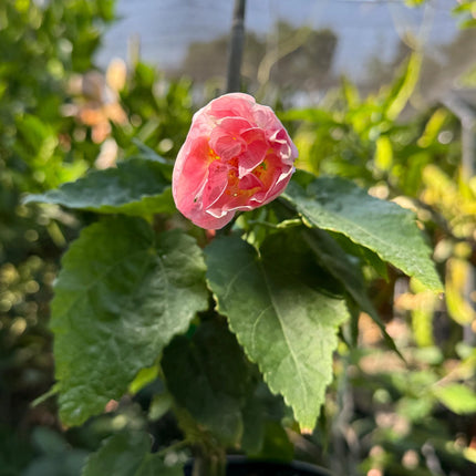 Abuliton "Victorian Lady"