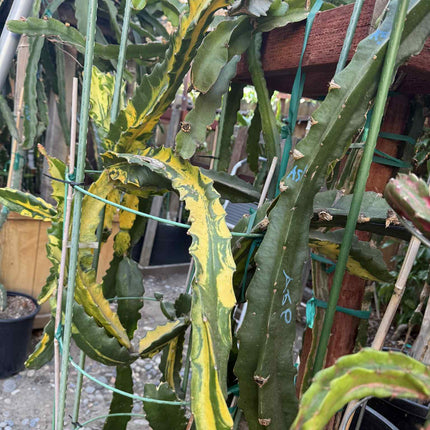 Rare Variegated Undantus Dragon Fruit Cutting