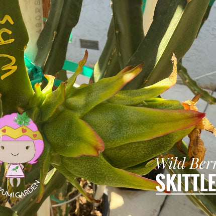 Wild Berry Skittles Dragon Fruit 🌵🍓