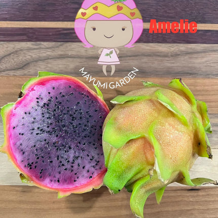 Amelie (Don Burnett ‘s hybrid) dragon fruit cutting (12") and rooted plant