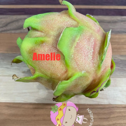 Amelie (Don Burnett ‘s hybrid) dragon fruit cutting (12") and rooted plant