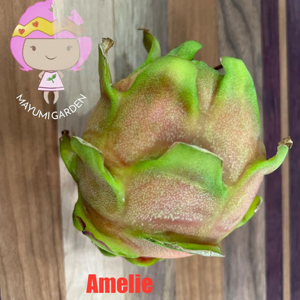 Amelie (Don Burnett ‘s hybrid) dragon fruit cutting (12") and rooted plant