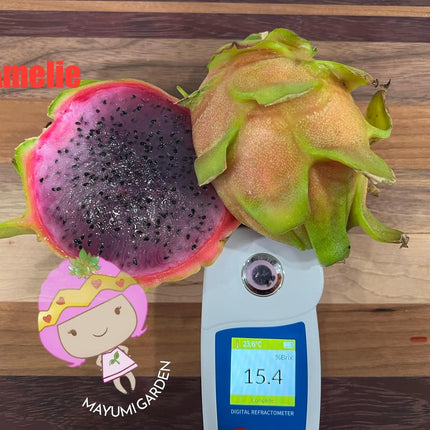 Amelie (Don Burnett ‘s hybrid) dragon fruit cutting (12") and rooted plant