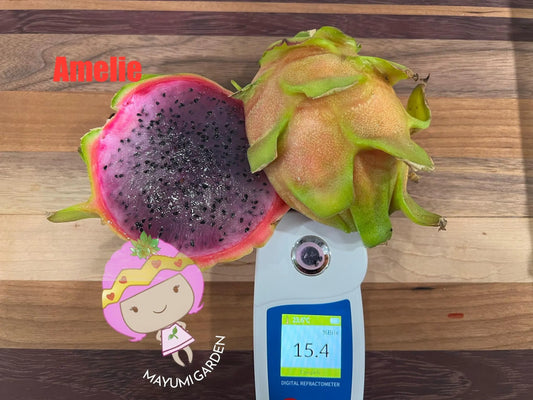Amelie (Don Burnett ‘s hybrid) dragon fruit cutting (12") and rooted plant