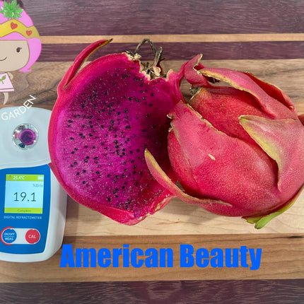 American beauty Dragon Fruit live cuttings and rooted plants