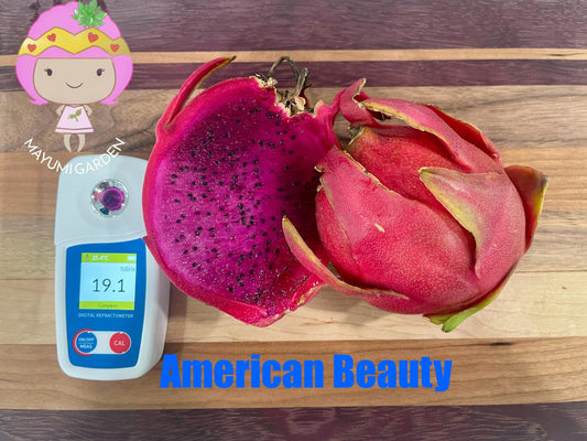 American beauty Dragon Fruit live cuttings and rooted plants