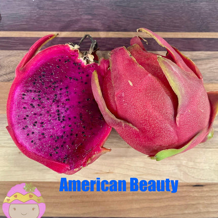 American beauty Dragon Fruit live cuttings and rooted plants