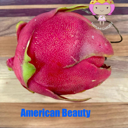 American beauty Dragon Fruit live cuttings and rooted plants