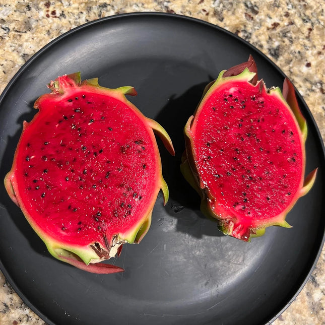 Asunta 5 White dragon fruit cuttings 12"