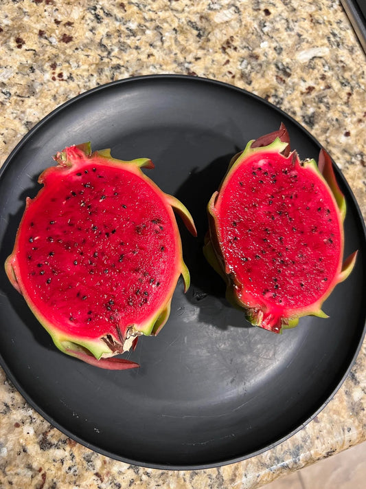 Asunta 5 White dragon fruit cuttings 12"
