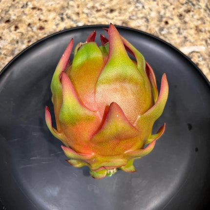 Asunta 5 White dragon fruit cuttings 12"