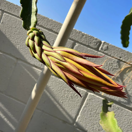 Asunta 5 White dragon fruit cuttings 12"