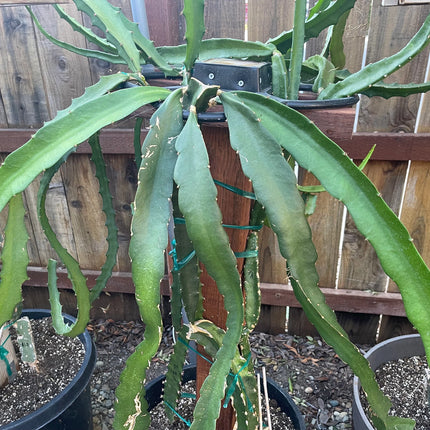 Asunta 5 White dragon fruit cuttings 12"