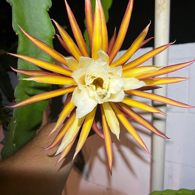 Asunta 5 White dragon fruit cuttings 12"