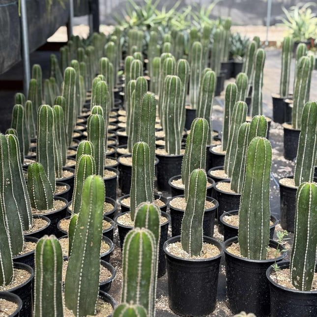 Mexican Fence Post "Pachycereus marginatus" Live Plant