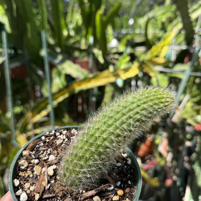 Monkey Tail (cleistocactus colademononis) live plants