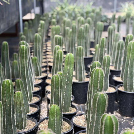 Mexican Fence Post "Pachycereus marginatus" Live Plant