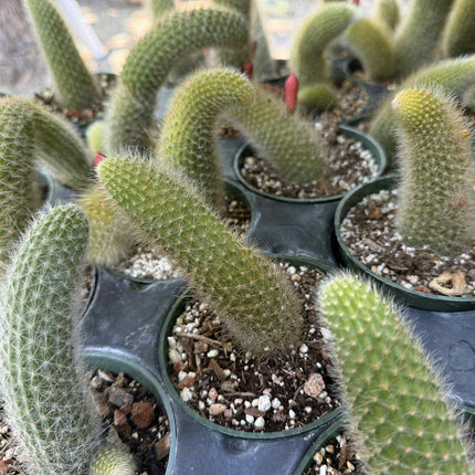 Monkey Tail (cleistocactus colademononis) live plants