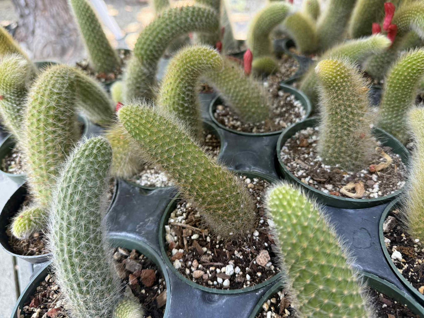 Monkey Tail (cleistocactus colademononis) live plants