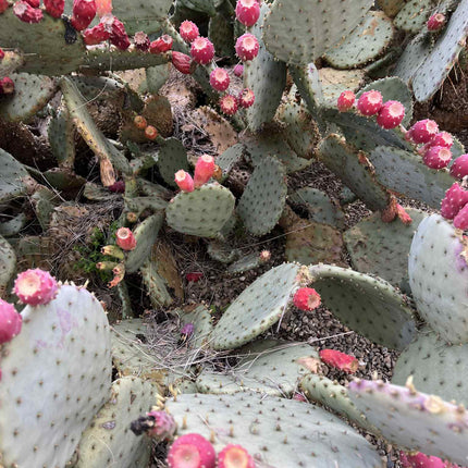 Opuntia Purple Santa Rita Prickly Pear, Cactus, Live plant