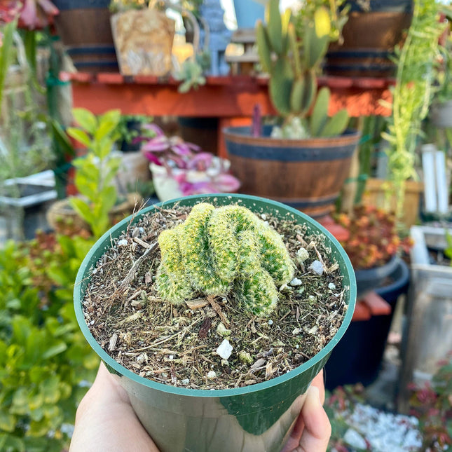 Mammillaria cristata ‘Brain Cactus’, Live Plant