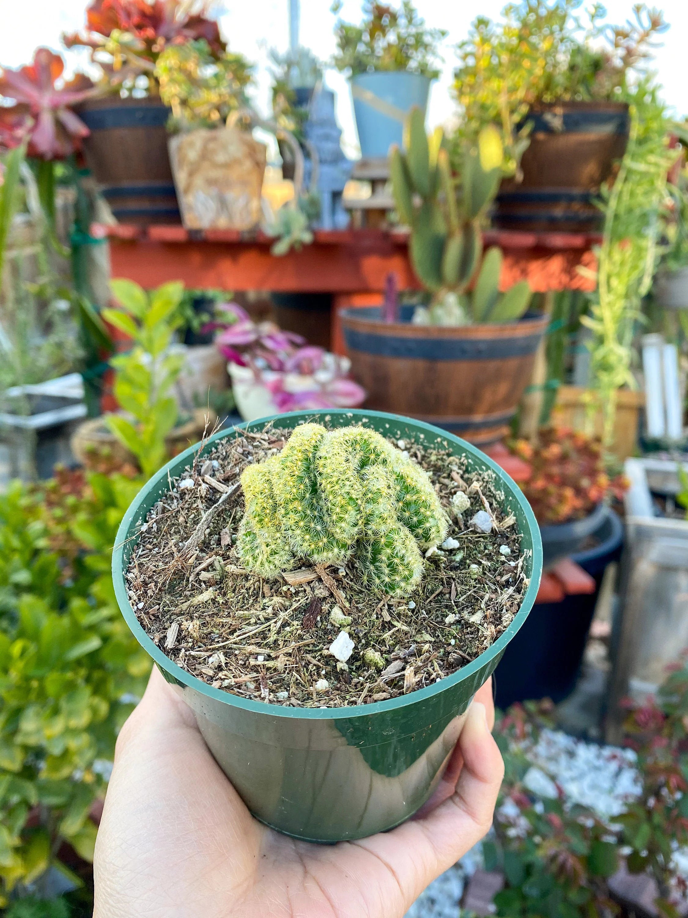 brain succulent for sale Mammillaria cristata ‘Brain Cactus’, Live Plant