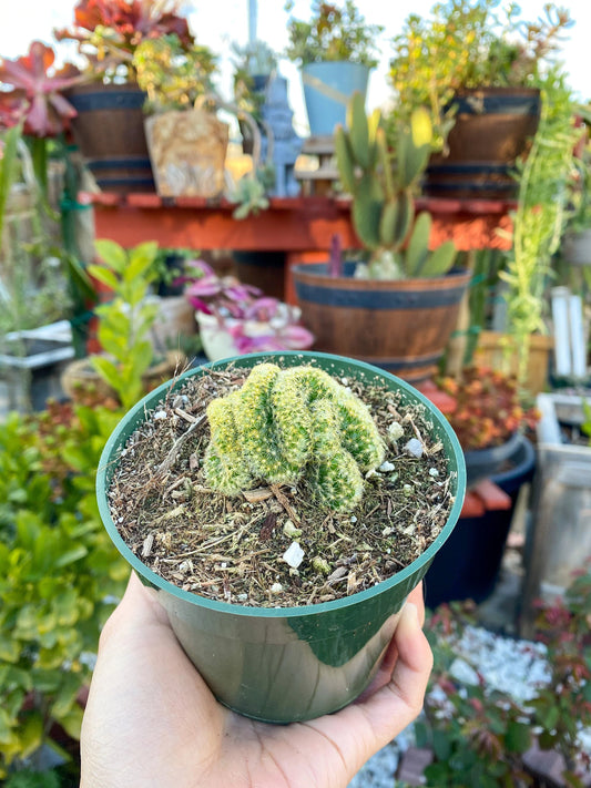 Mammillaria cristata ‘Brain Cactus’, Live Plant