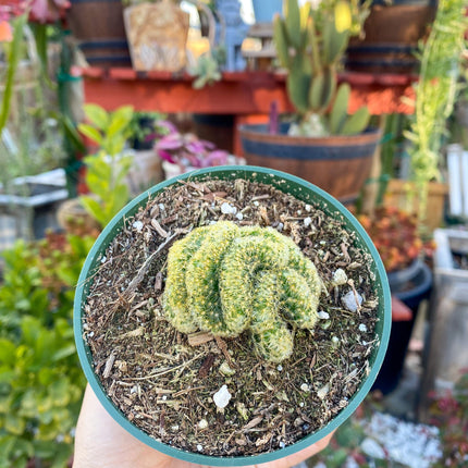 Mammillaria cristata ‘Brain Cactus’, Live Plant
