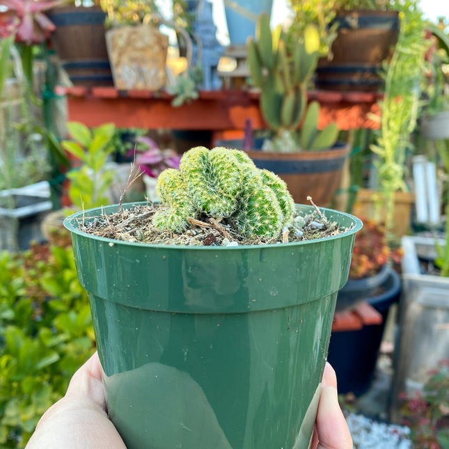 Mammillaria cristata ‘Brain Cactus’, Live Plant