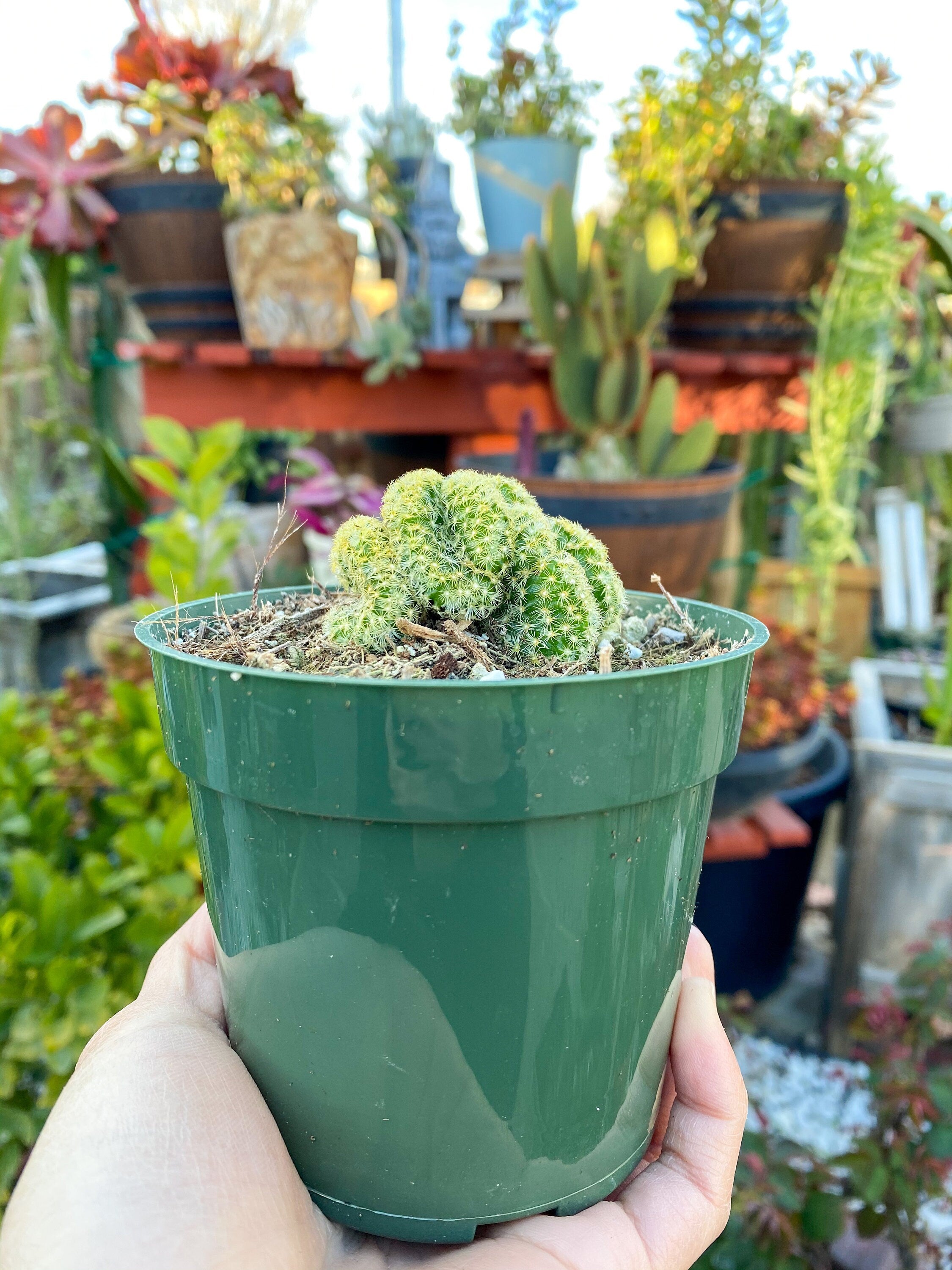 brain succulent for sale Mammillaria cristata ‘Brain Cactus’, Live Plant