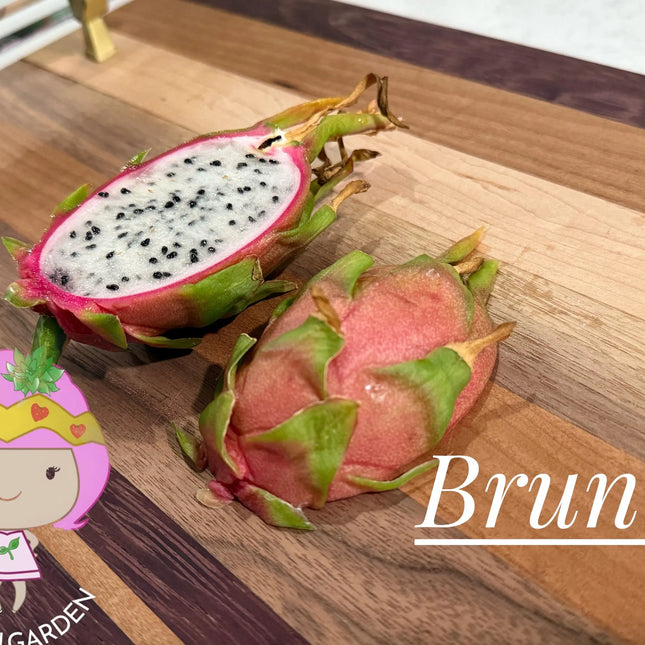 Bruni Dragon Fruit live cuttings 12"