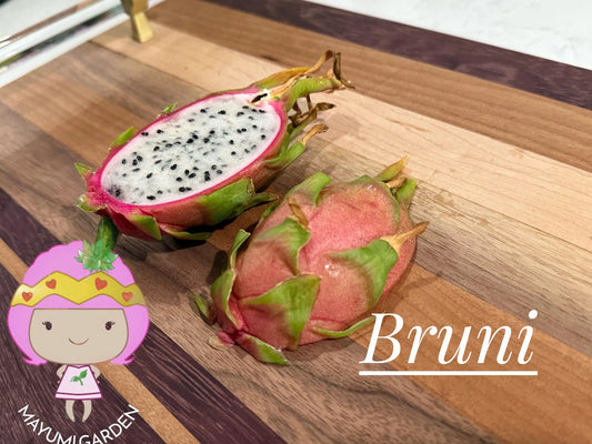 Bruni Dragon Fruit live cuttings 12"