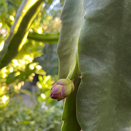 Bruni Dragon Fruit live cuttings 12"